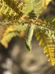 Chamaebatiaria millefolium