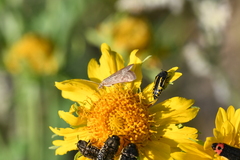 Acmaeodera scalaris