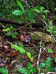 Dysphania transducta