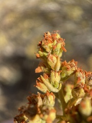 Chamaebatiaria millefolium