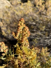 Chamaebatiaria millefolium