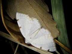 Lomographa bimaculata