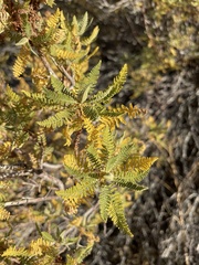 Chamaebatiaria millefolium