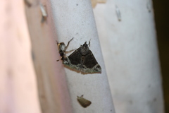 Hypena abalienalis