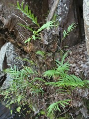 Drynaria quercifolia