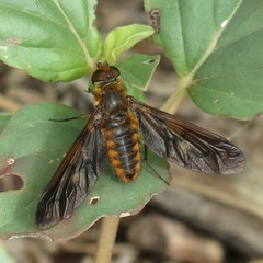 Poecilanthrax ingens