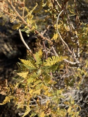 Chamaebatiaria millefolium