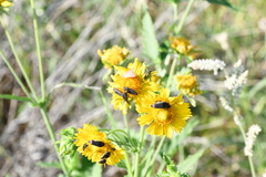 Acmaeodera scalaris