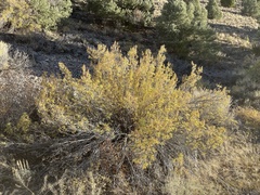 Chamaebatiaria millefolium