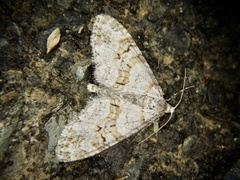 Trichopteryx fastuosa