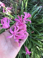 Nerine bowdenii