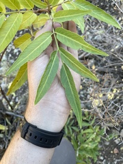 Sambucus cerulea
