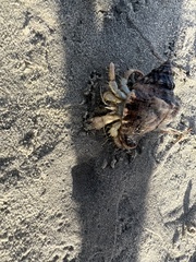 Isocheles wurdemanni