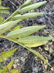 Sambucus cerulea