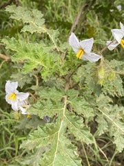 Leptostemonum