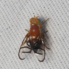 Paraterellia superba