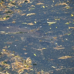Ctenopharyngodon idella