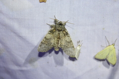 Peridea angulosa