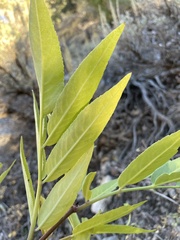Sambucus cerulea