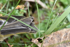 Regulus satrapa satrapa