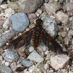 Poecilanthrax ingens