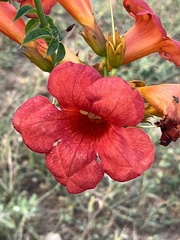 Campsis