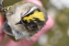 Regulus satrapa satrapa