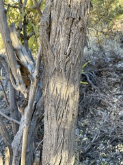 Sambucus cerulea