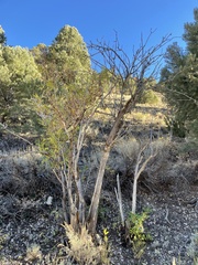 Sambucus cerulea