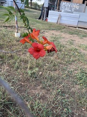 Campsis