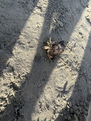 Isocheles wurdemanni