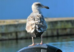 Larus occidentalis