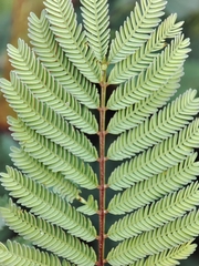 Vachellia campechiana