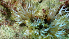Lebrunia neglecta