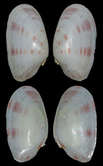 Tellinidae