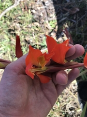Gladiolus dalenii