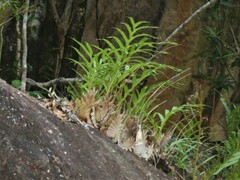 Drynaria quercifolia