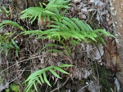 Drynaria quercifolia