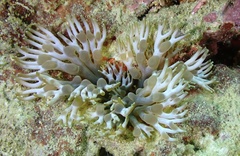 Lebrunia neglecta