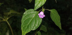 Browallia americana