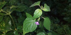 Browallia americana