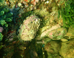 Haliotis rubra