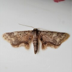 Idaea furciferata