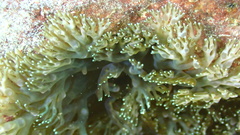 Lebrunia neglecta