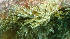 Lebrunia neglecta