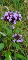 Verbena bonariensis