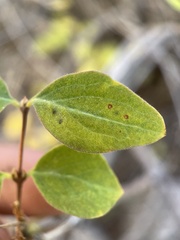 Symphoricarpos rotundifolius