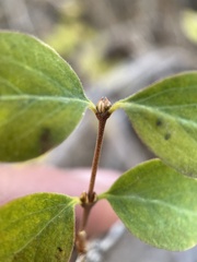 Symphoricarpos rotundifolius