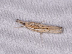 Fissicrambus quadrinotellus