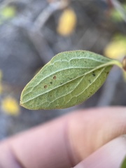 Symphoricarpos rotundifolius
